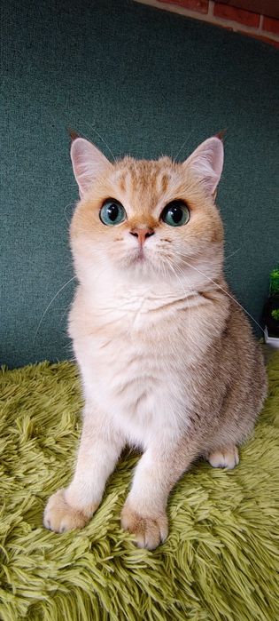 Szkocka koteczka szynszyla point wcf