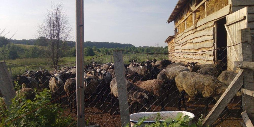 Барани романівської породи