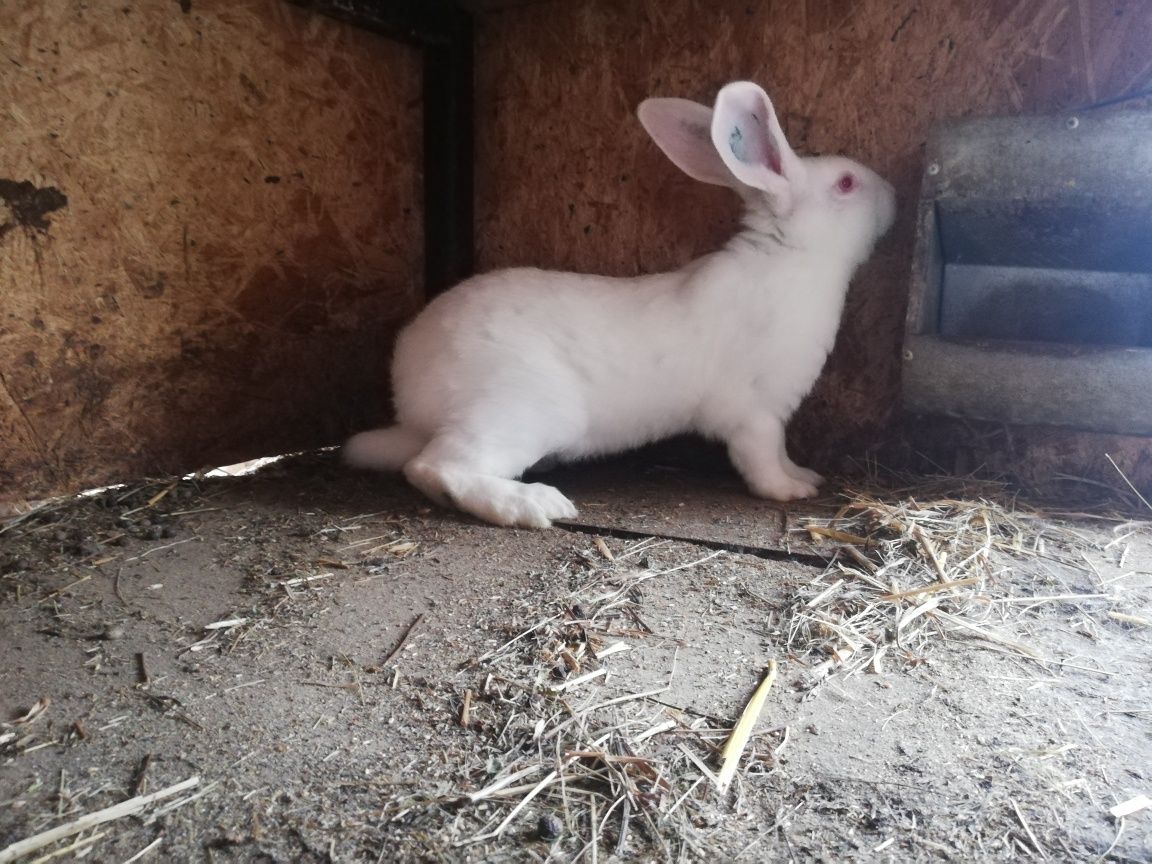 Samiec/Samica termondzki biały Tb królik, samczyk, samiczka, zakocona