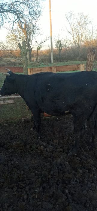 Продам тёлок живым весом на корову