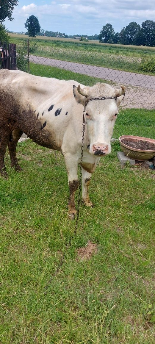 Sprzedam  Jałówkię  do dalszego chowu