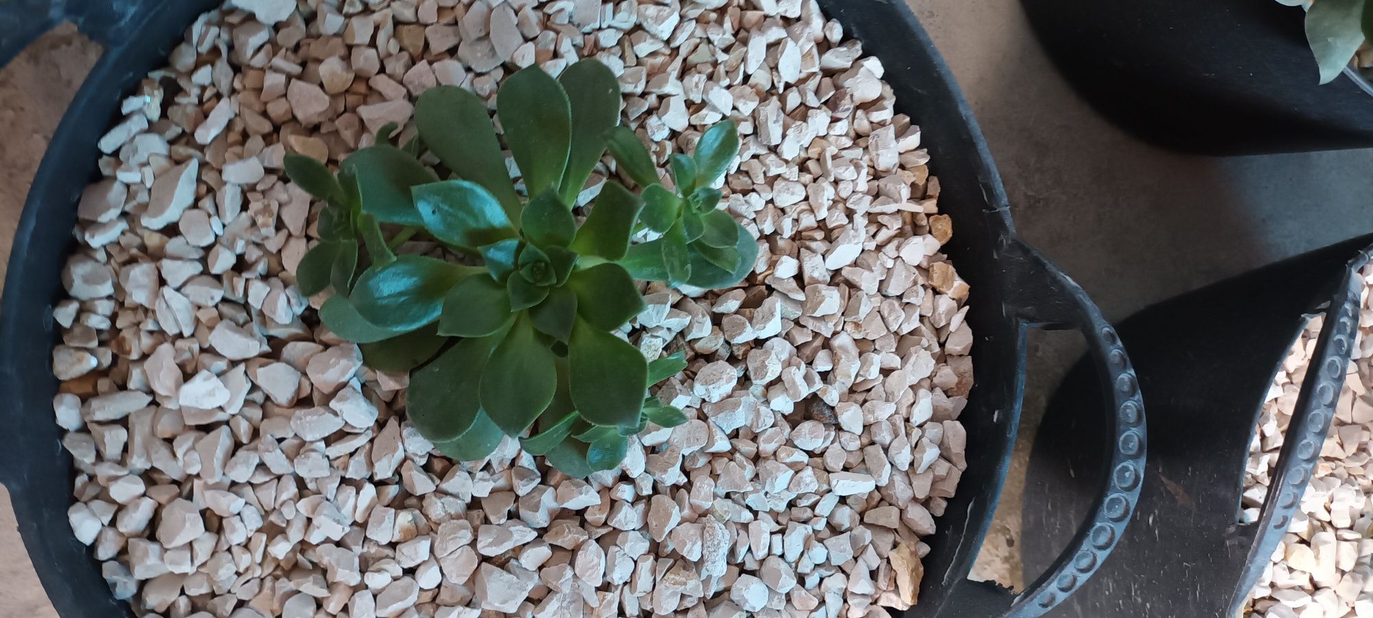 Catos e sucolentas