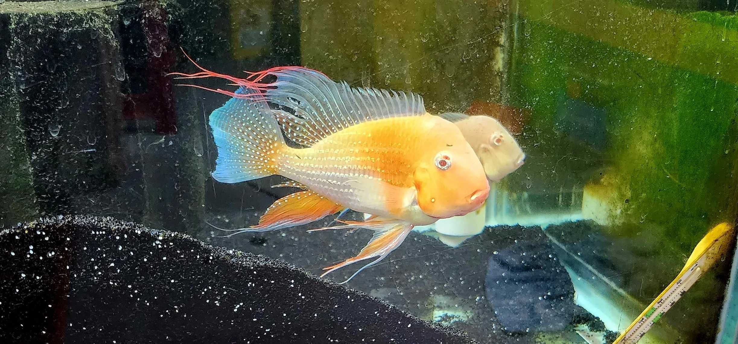 Ziemiojad Heckla albino Acarichthys heckelii albino