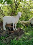 Коза ламанча з домішкою зааненська, англонубійська