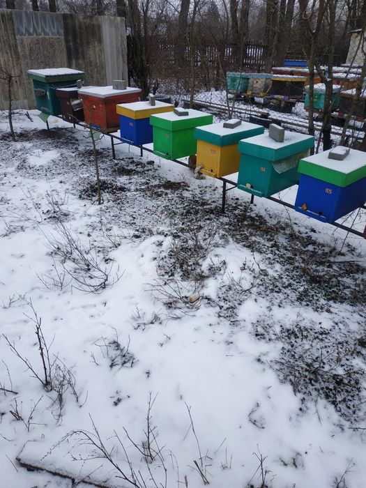 вулик з пінополістеролу на 6 рамок може бути як нуклеус  та ловушка)))