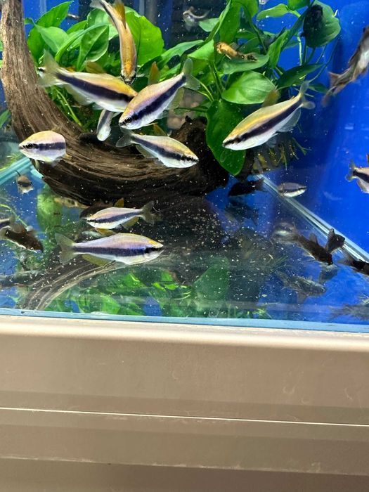 Kiryski corydoras kirys kirysek czarny