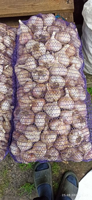 Продам зимовий часник