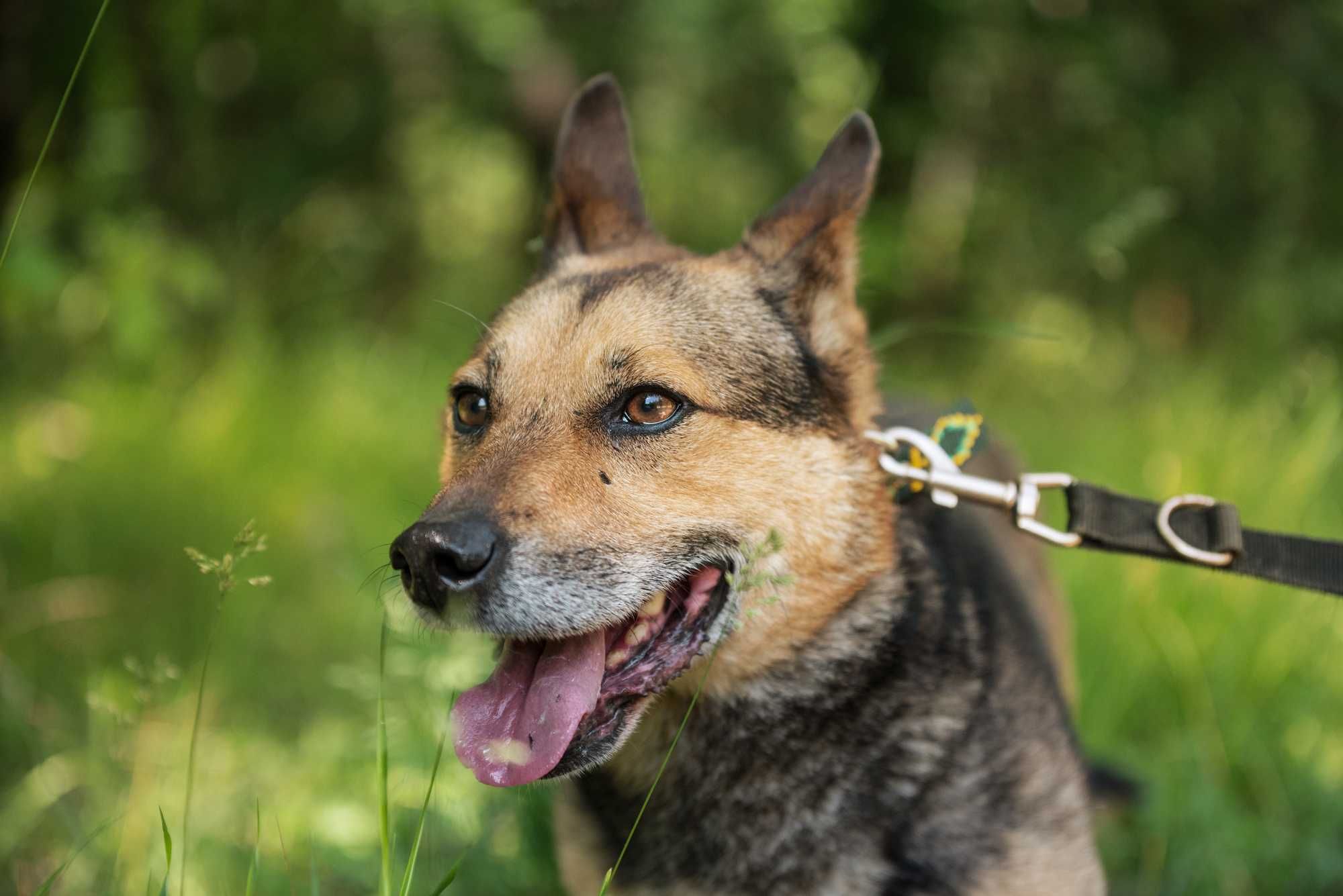 Zanzibar - cudny owczarek w ciele corgi