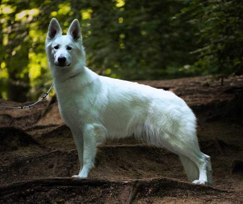 Biały Owczarek Szwajcarski - linia zwycięzców Europy, Świata i Klubów!