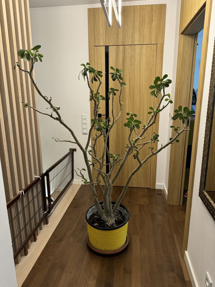 Ogromne Adenium Obesum wysokosc okolo 180 cm