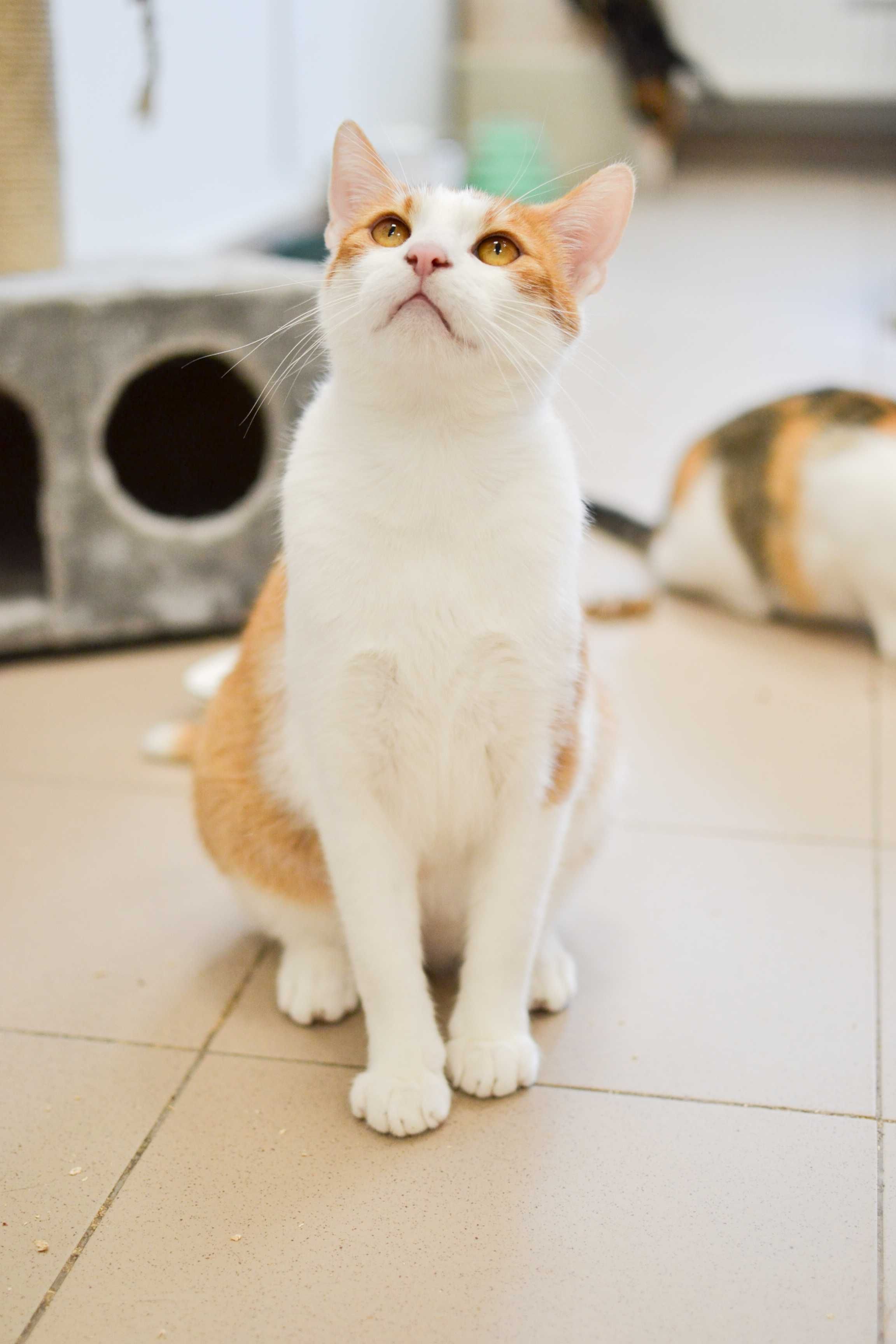 Miguś - 2 letni, biało-rudy kot do adopcji!