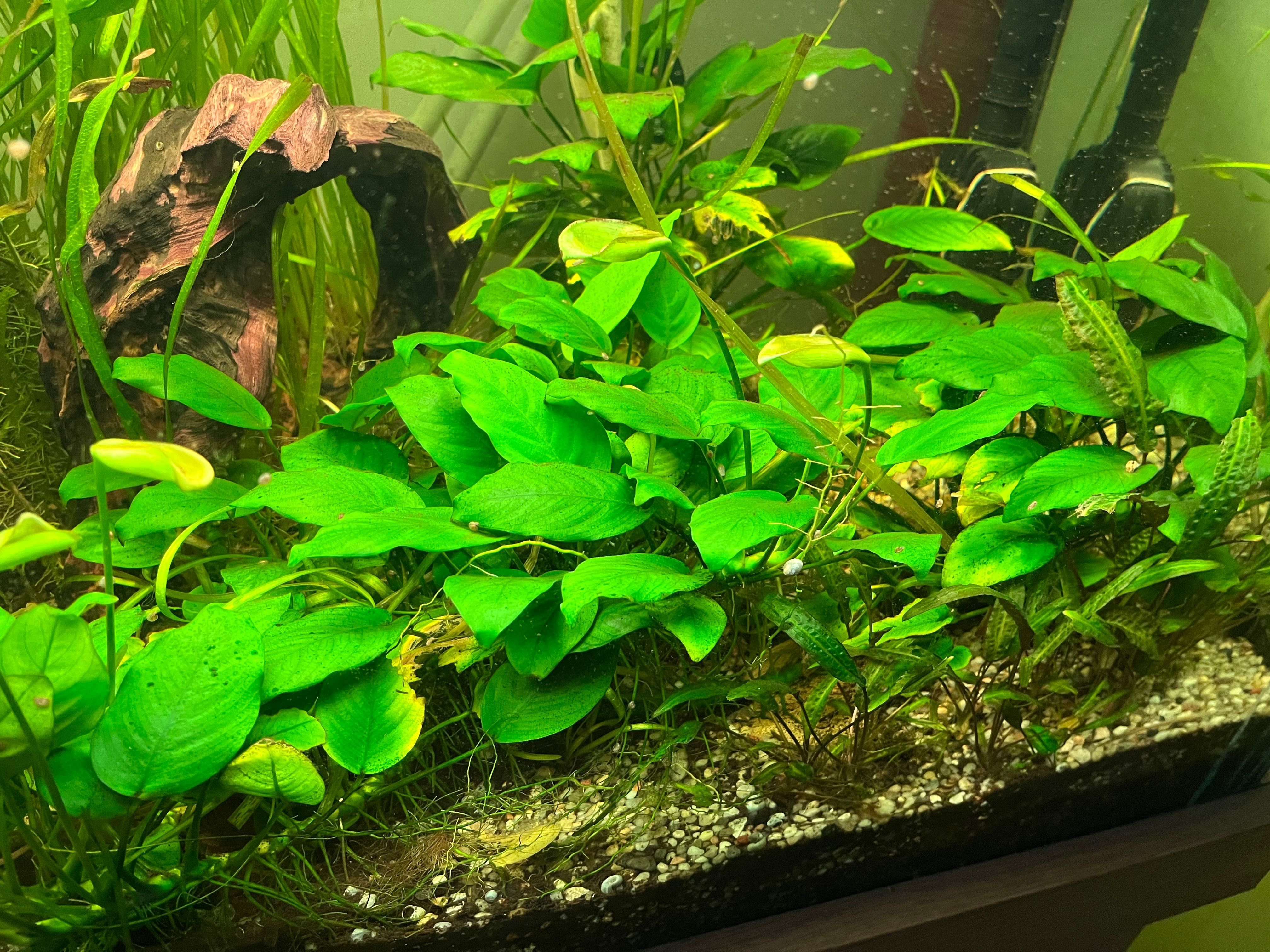Anubias 7-10 liści
