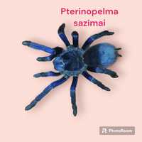 паук Pterinopelma sazimai L -7 

Для заказа звоните на номер 
либо пиш