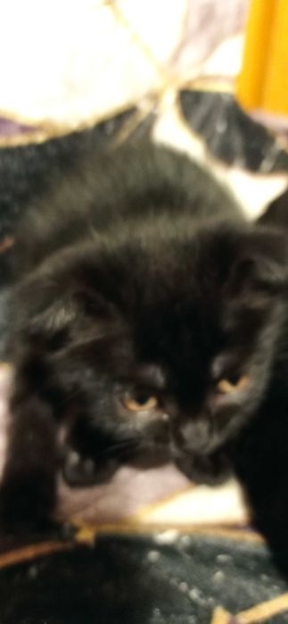 Котенятка хлопчик