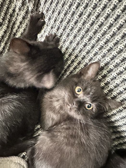 Породисті милі кошенята