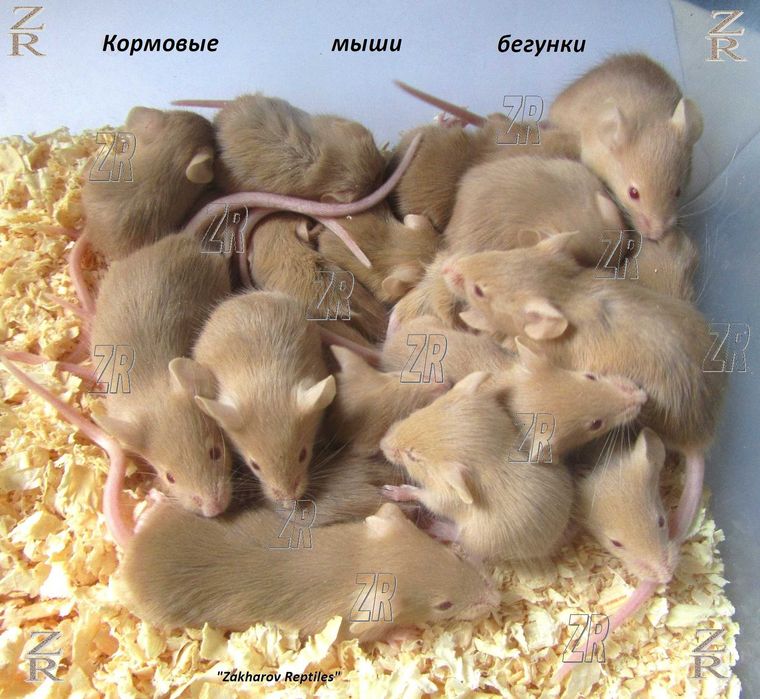 Кормовые мыши. Живые и заморозка. Киев, от 10 шт.