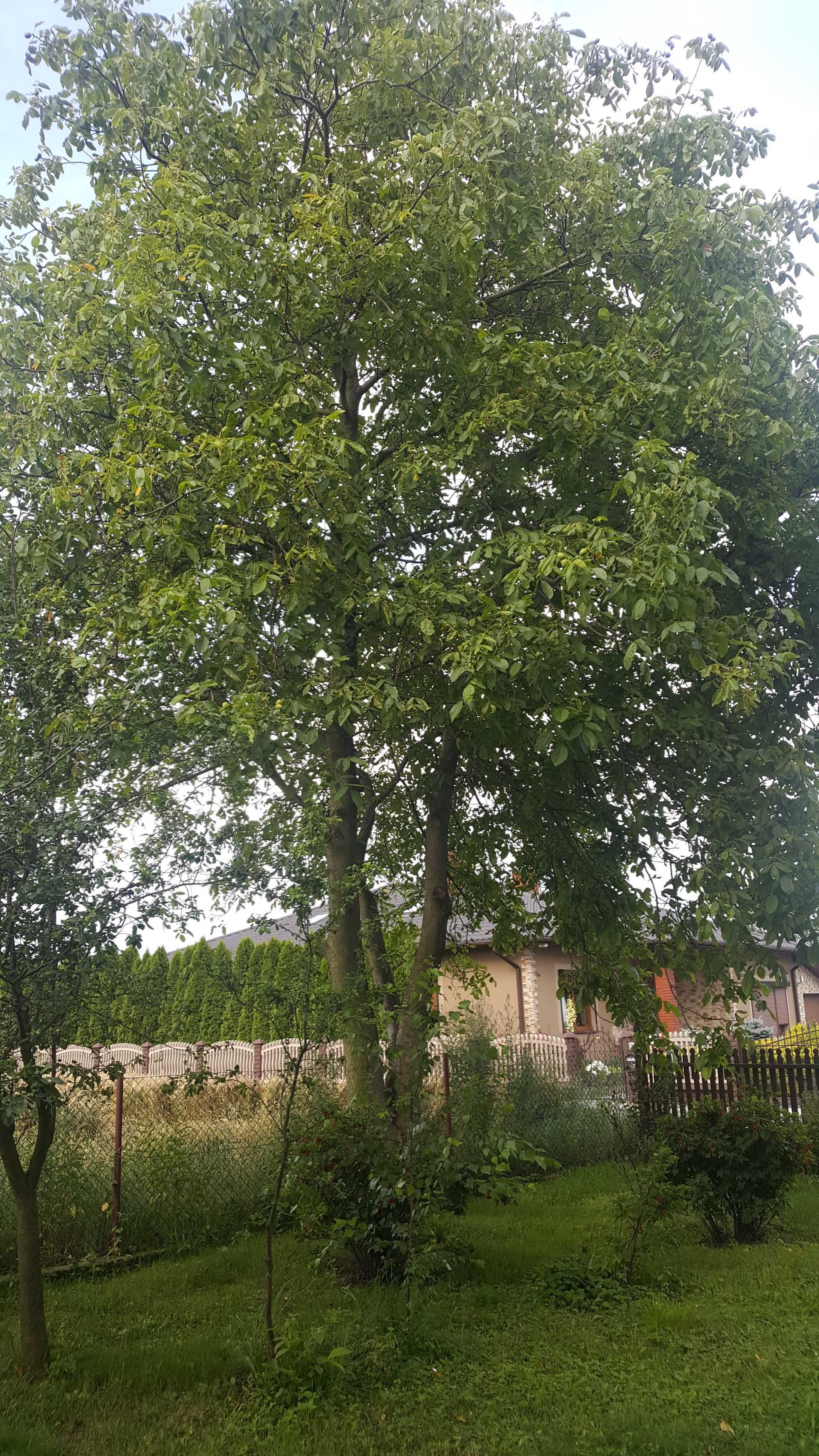 Drzewa Orzech włoski Pocięte