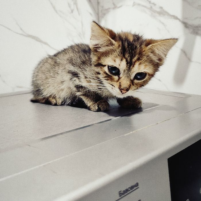 Срочно отдам котят в хорошие руки