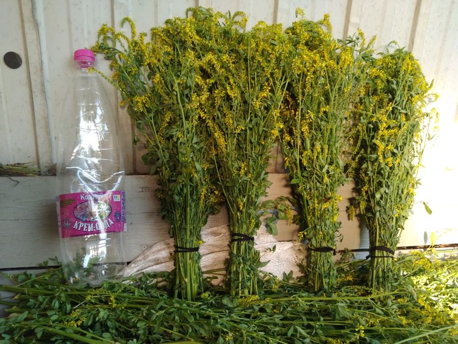 Хобби отдых спорт віники баня сауна м'ята  полин