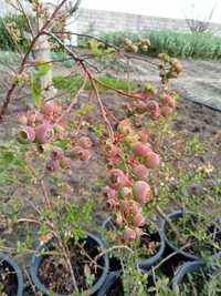 Plantas de Mirtilo com fruta