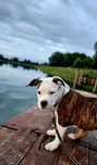 Amercian Staffordshire Terrier sunia