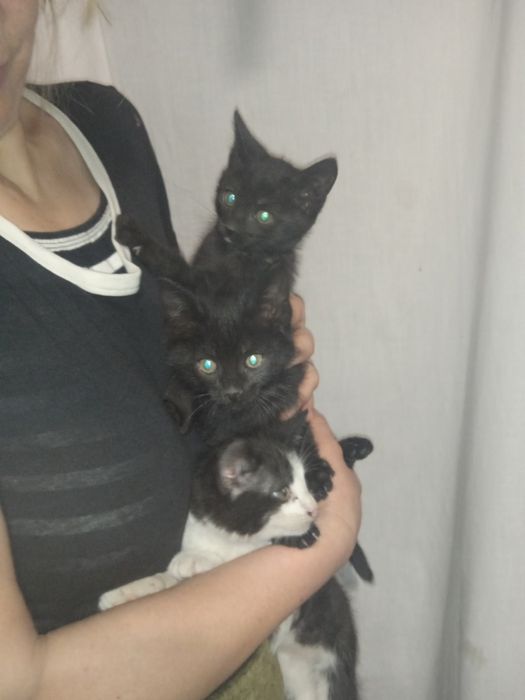 Кошенята безплатно