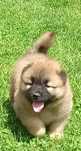 Eurasier planowane pary hodowlane w 2025 r.