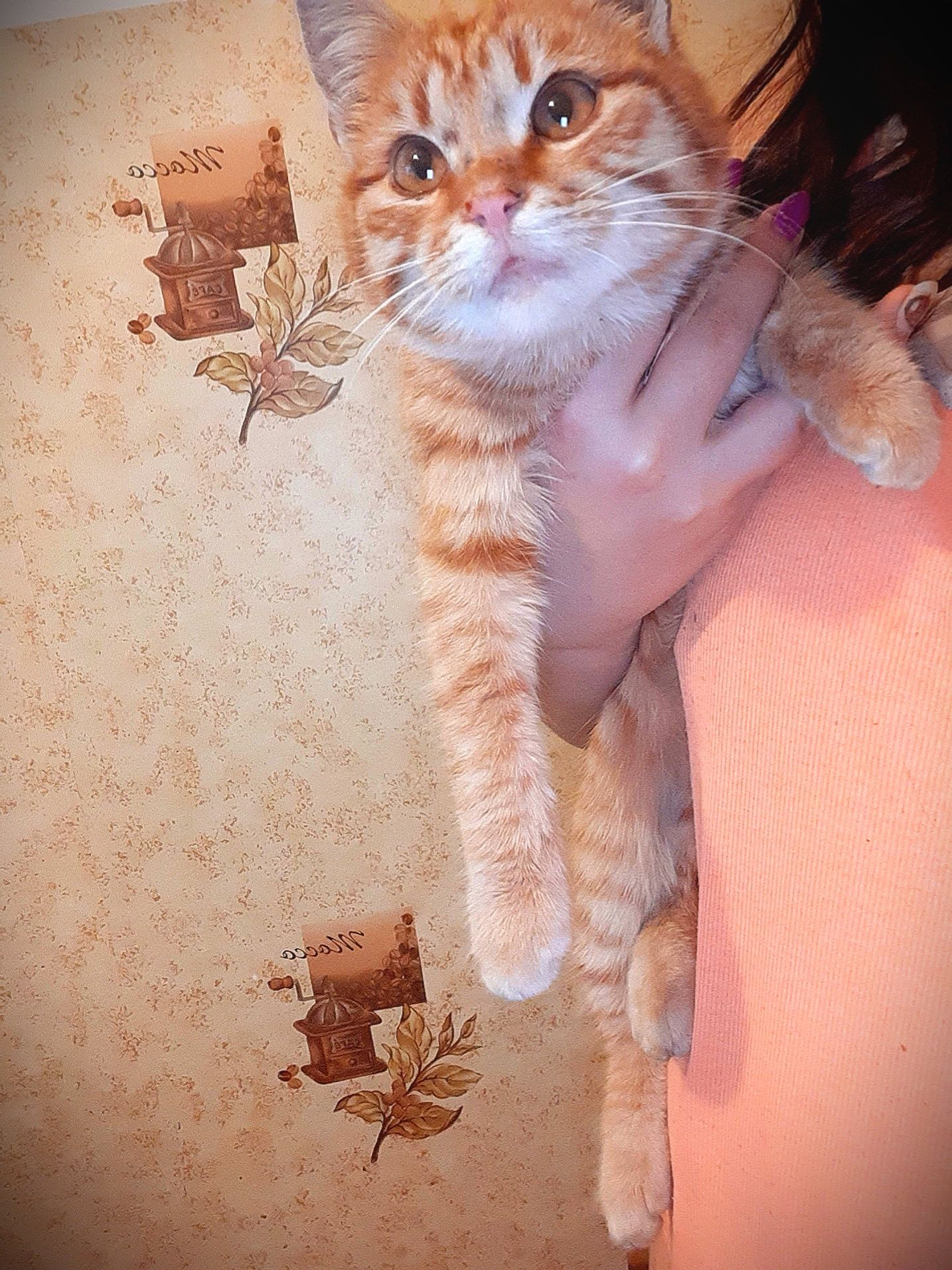 Подарую руде кошеня