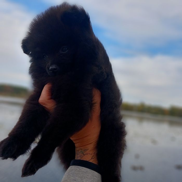 Щенки шпицульки разные окрасы