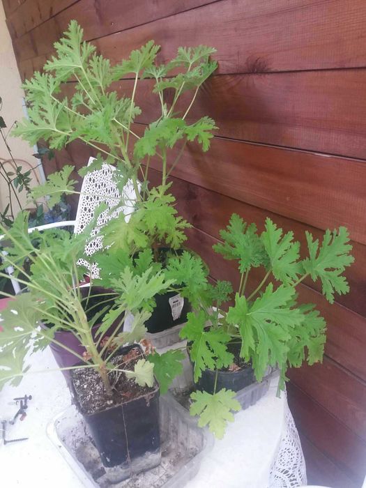 okazja geranium anginka na przyziebienia, geranium kwiat