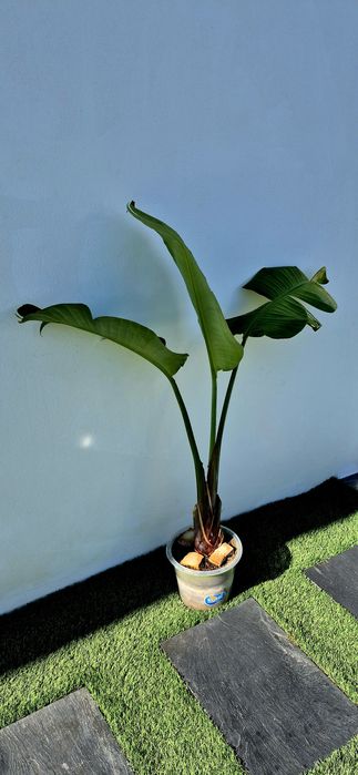 Estrelicia Augusta / Gigante / Flor Branca