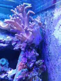 Lobophytum, korale miękkie