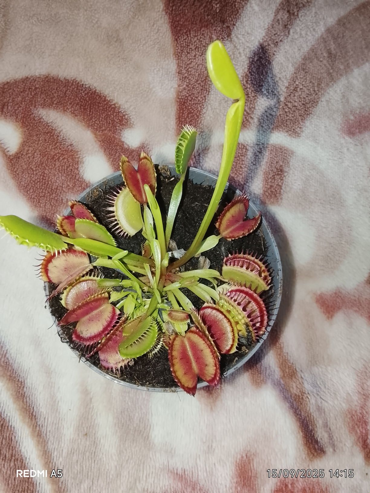 Plantas carnívoras
