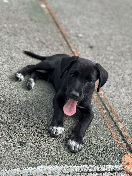 Cão para adoção