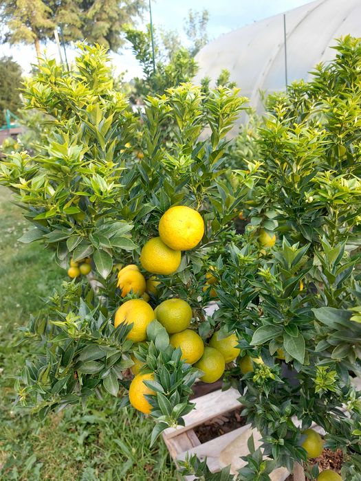 Drzewka cytrusowe