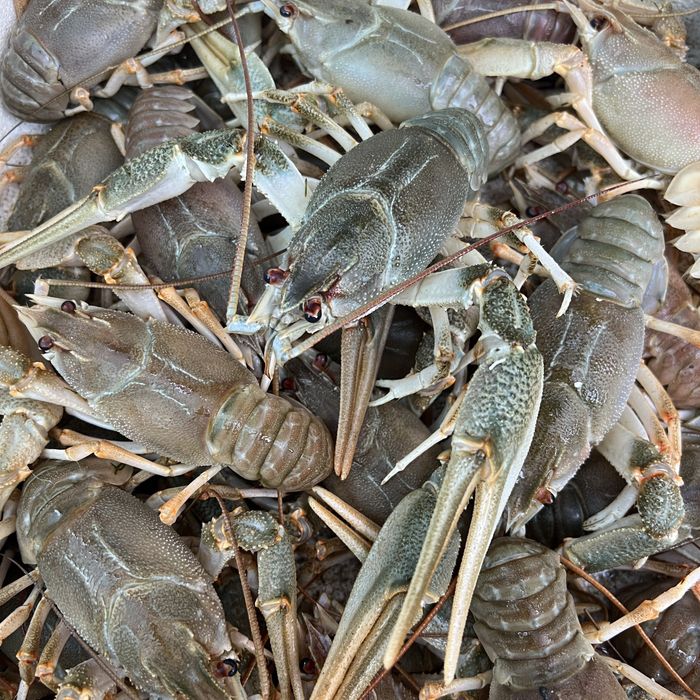 Від рибака живі раки