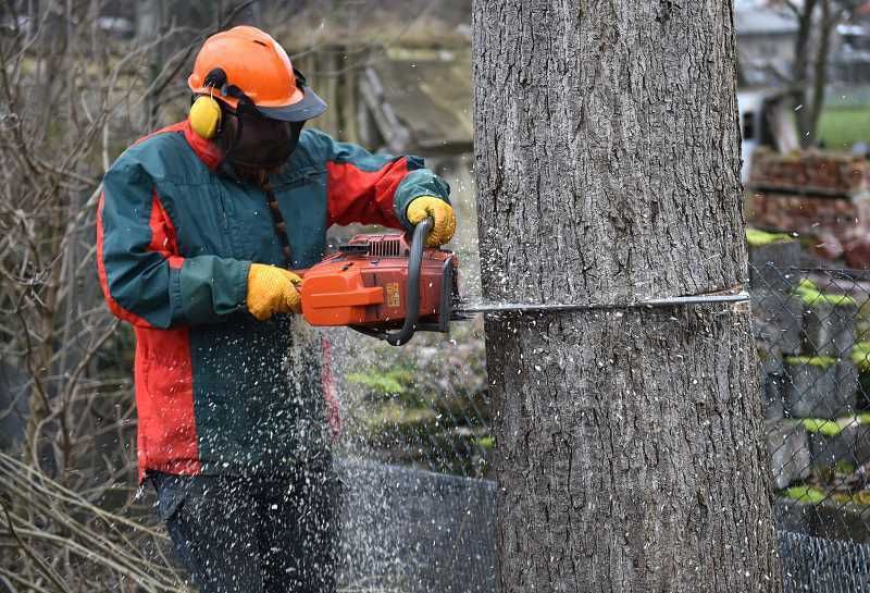 Wycinka drzew technikami alpinistycznymi, koszenie traw