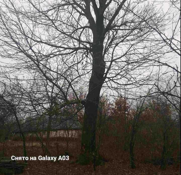 Продам  дерево  ясен