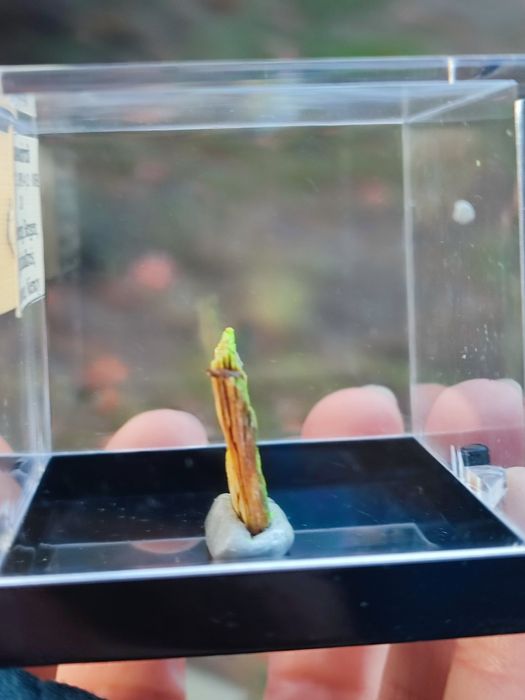 Minerał do kolekcji uranowy uranicircit UV