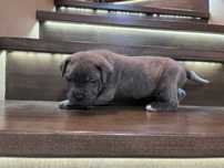 Продам Щенки Cane Corso
