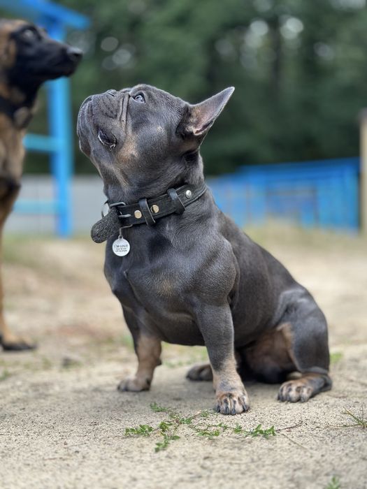 Французький бульдог вязка