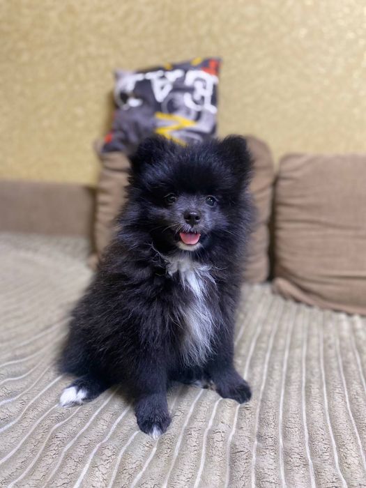 Продам Малышей Шпицов