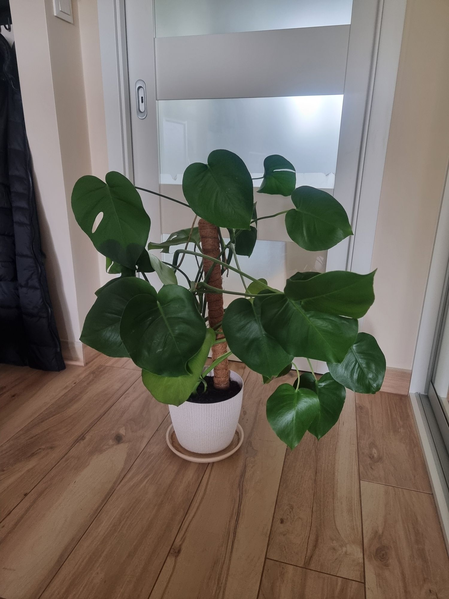 Monstera Deliciosa