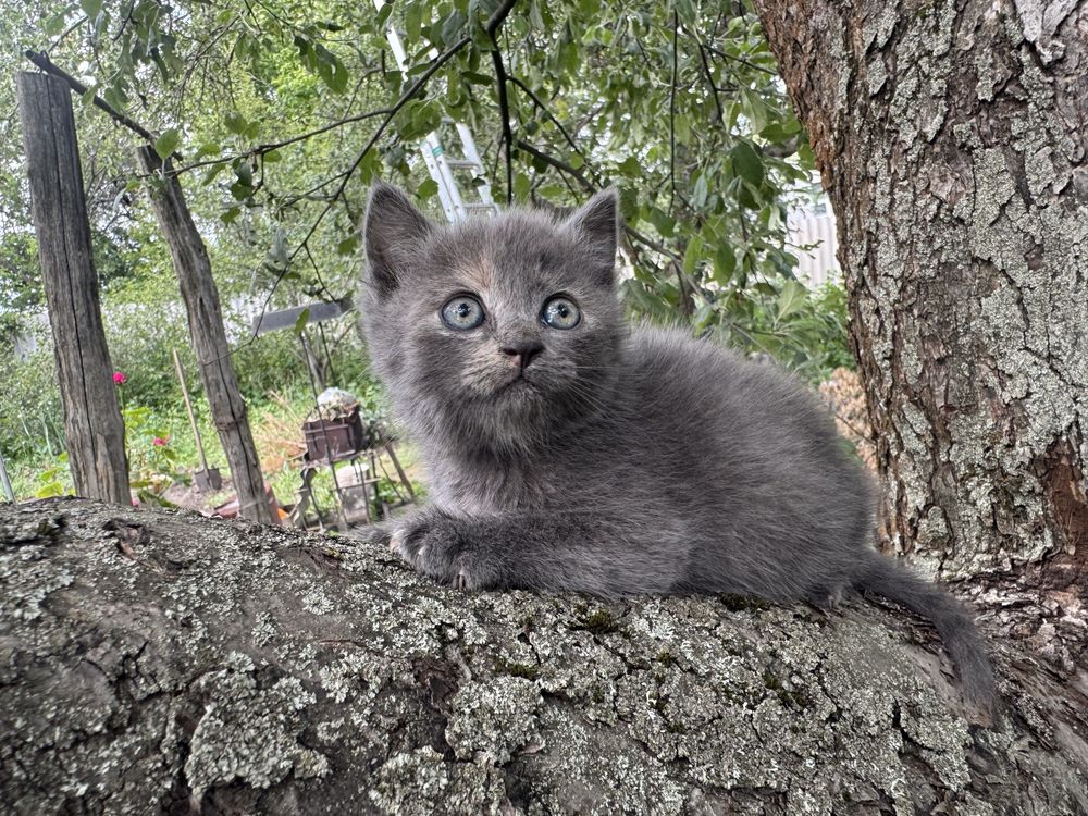 Котята очень милые в добрую семью