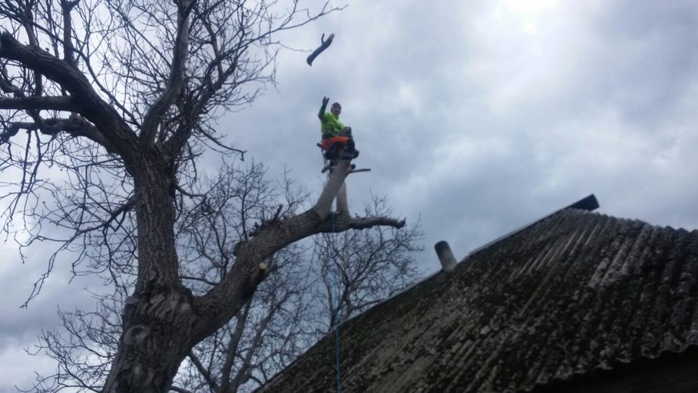 Спиляти, Зрізати ДЕРЕВО. Спилить, Обрезать ДЕРЕВО. Расчистка участка