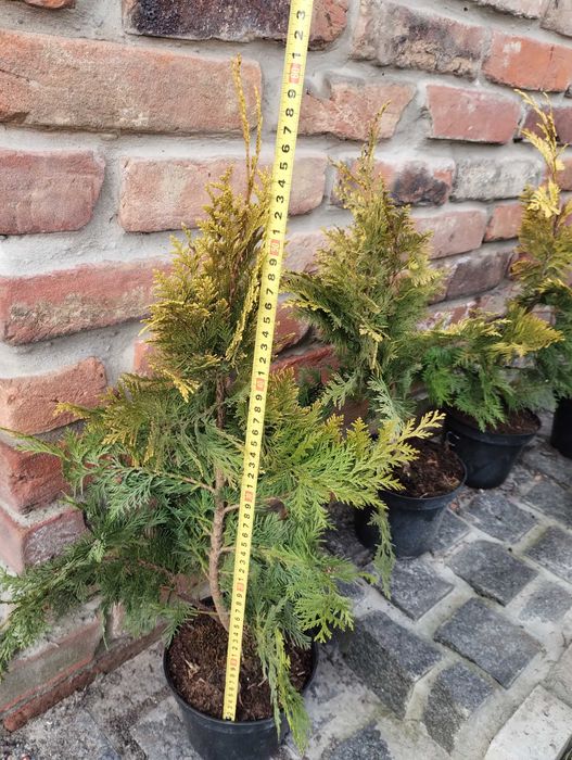 Туя, ялівець, можжевельник, сосна, кипарисовик