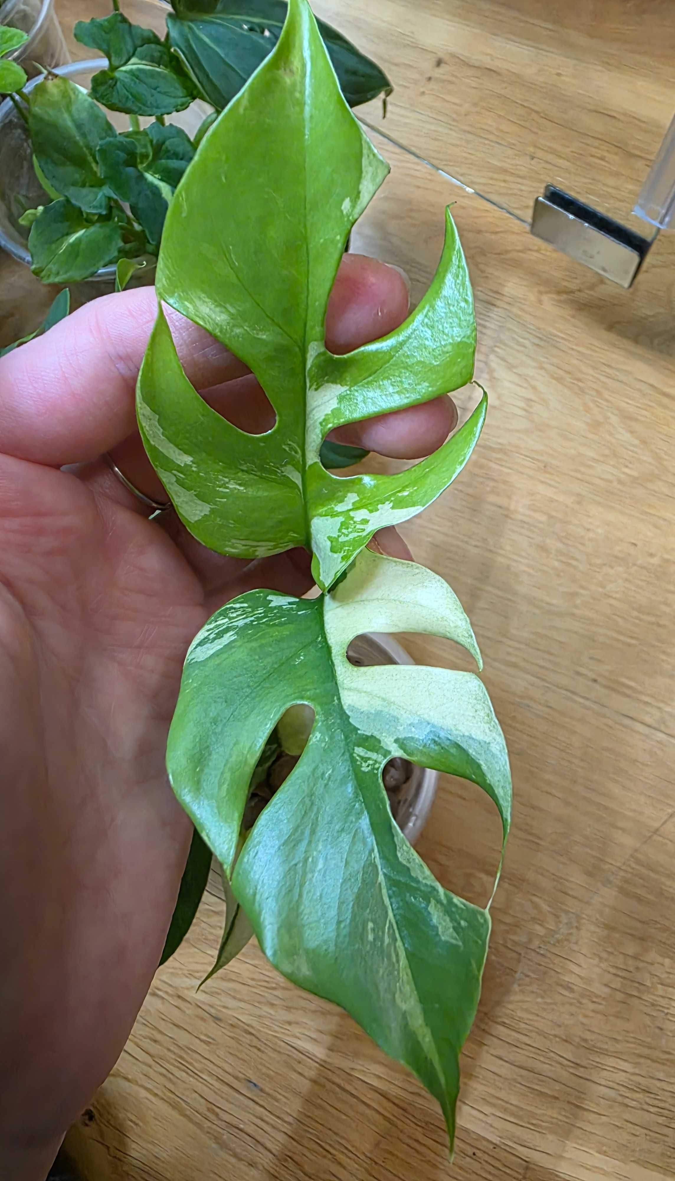 Raphidopora Tetrasperma Variegata/Monstera Minima Variegata