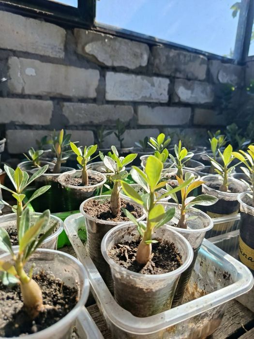 Аденіум, вирощенний з насіння