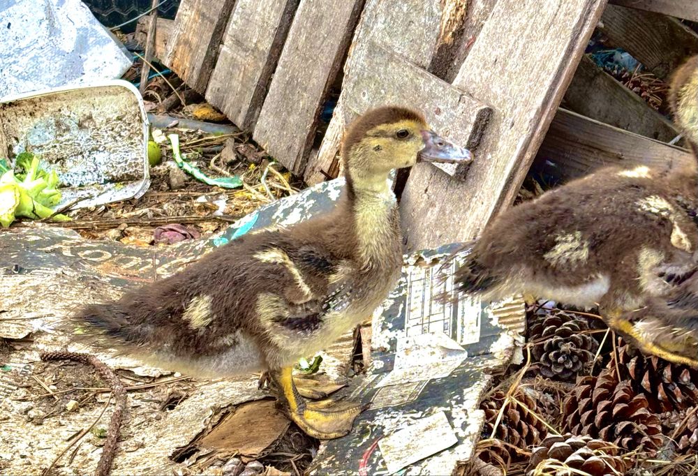 Patos disponiveis para entrega imediata