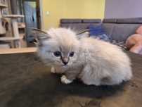 Ragdoll- dziewczynka seal point mitted lynx